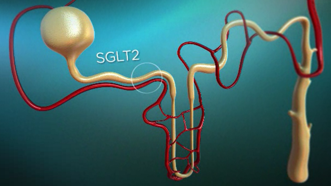 The mechanism of SGLT inhibition in glucose control