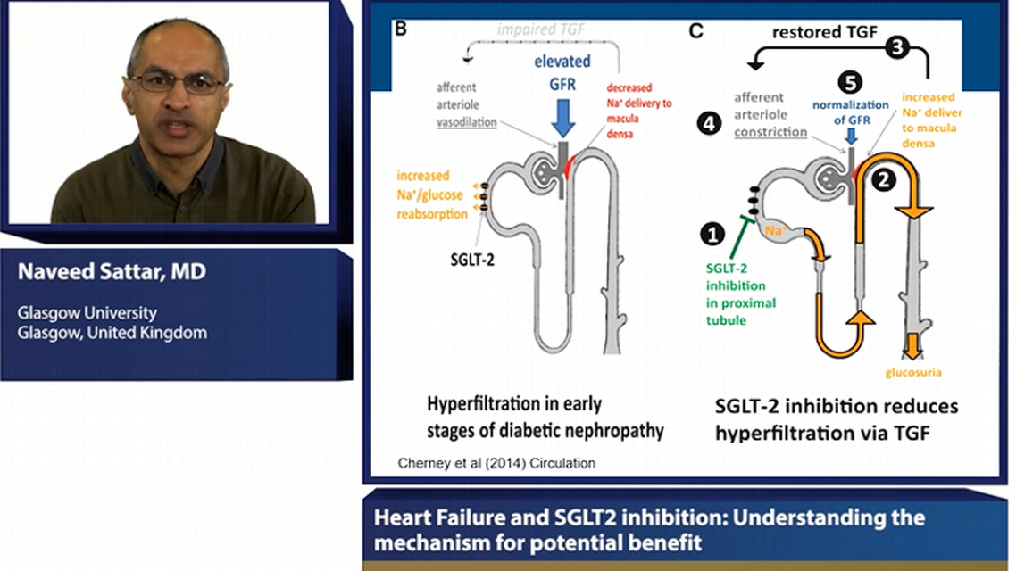 Heart failure and SGLT inhibition understanding the mechanism for potential benefit