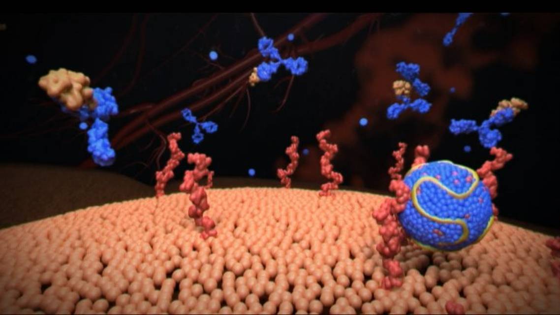 LDL cholesterol the LDL receptor pathway  PCSK
