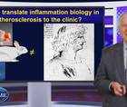 Immunity and inflammation in atherosclerosis  no longer just a theory