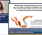 Molecular mechanisms involved in the beneficial effect of BET inhibition  in experimental renal disease