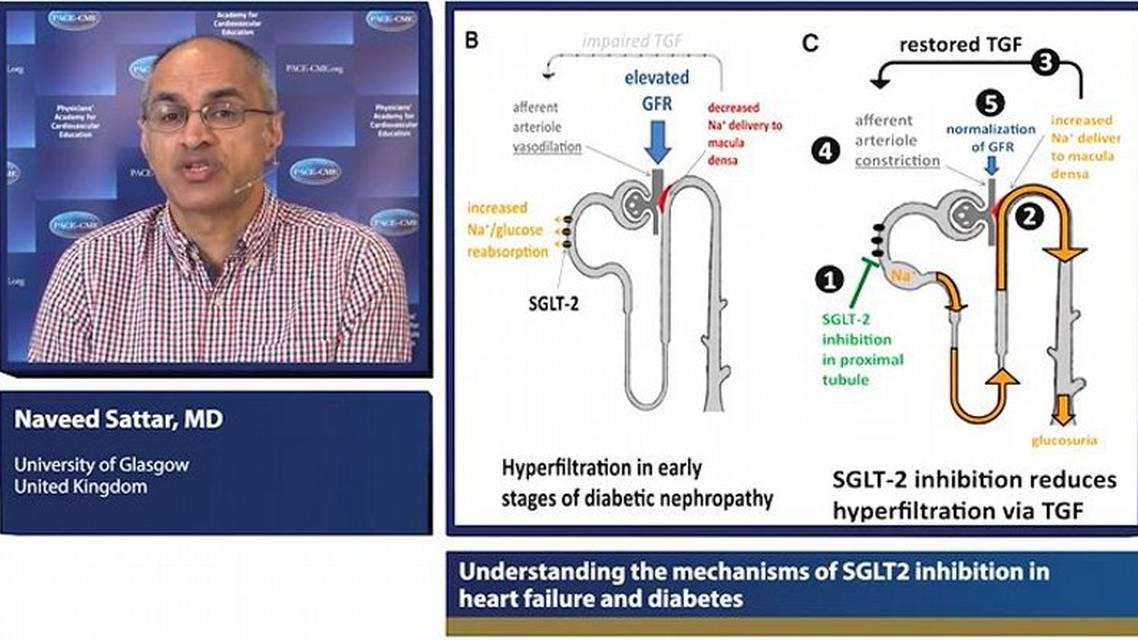 Understanding the mechanisms of SGLT inhibition in heart failure and diabetes