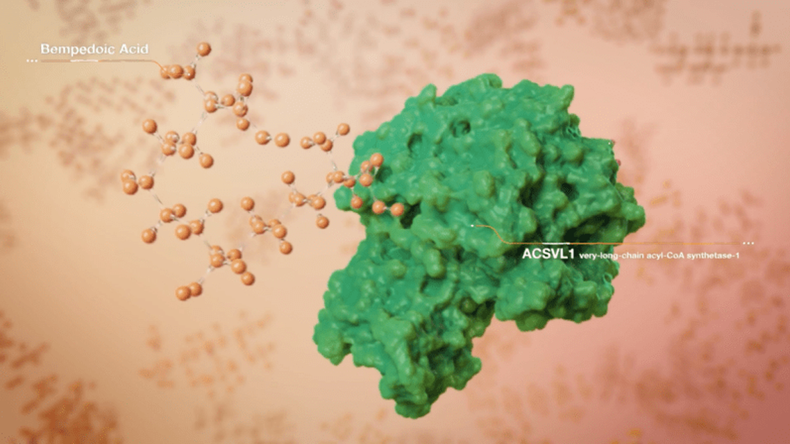 The mechanism of action of bempedoic acid