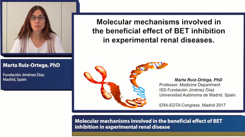 Molecular mechanisms involved in the beneficial effect of BET inhibition  in experimental renal disease