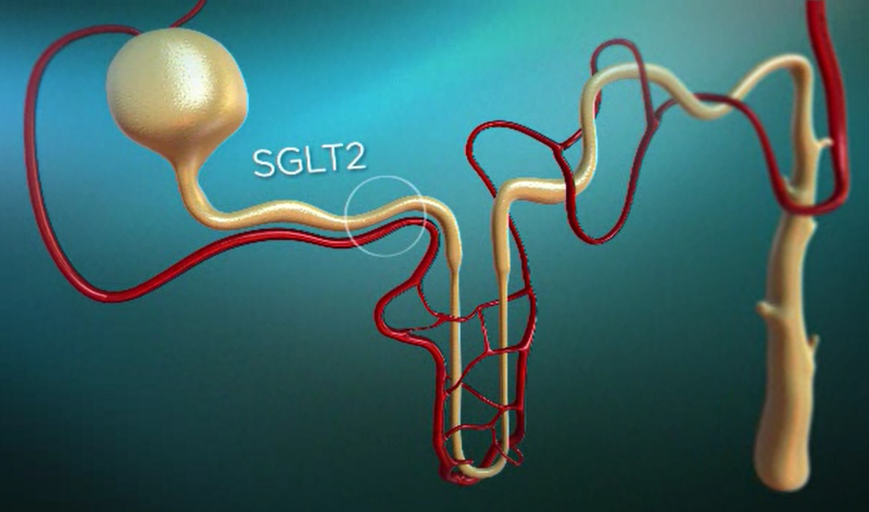 The mechanism of SGLT inhibition in glucose control