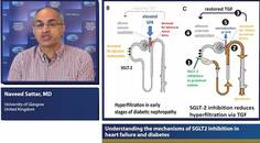 Understanding the mechanisms of SGLT inhibition in heart failure and diabetes