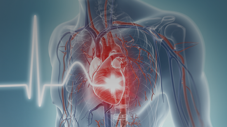 Cme Heart Anatomy Human Heart Circulatory System